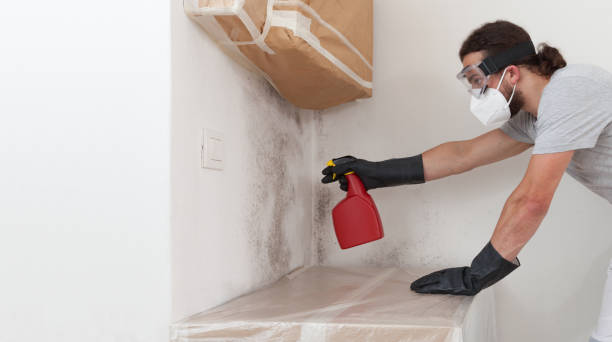 Professional Attic Mold Remediation technician working in Mount Prospect, IL