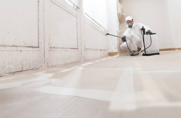 24/7 Emergency Attic Mold Remediation experts in Mount Prospect, IL