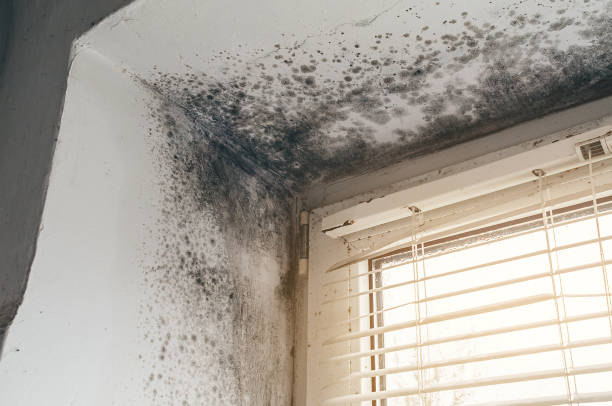 Affordable Attic Mold Remediation solutions in Mount Prospect, IL