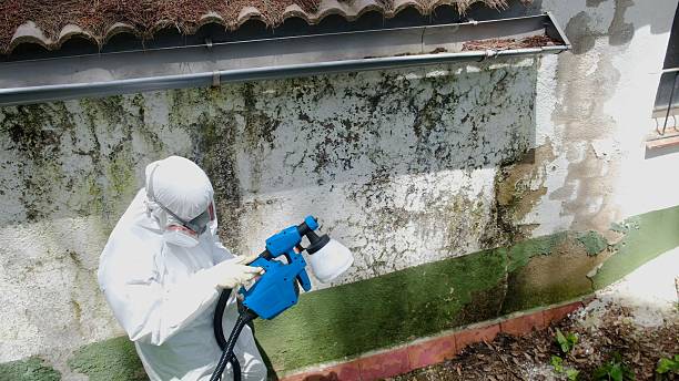 Top rated local Attic Mold Remediation specialists in Mount Prospect, IL